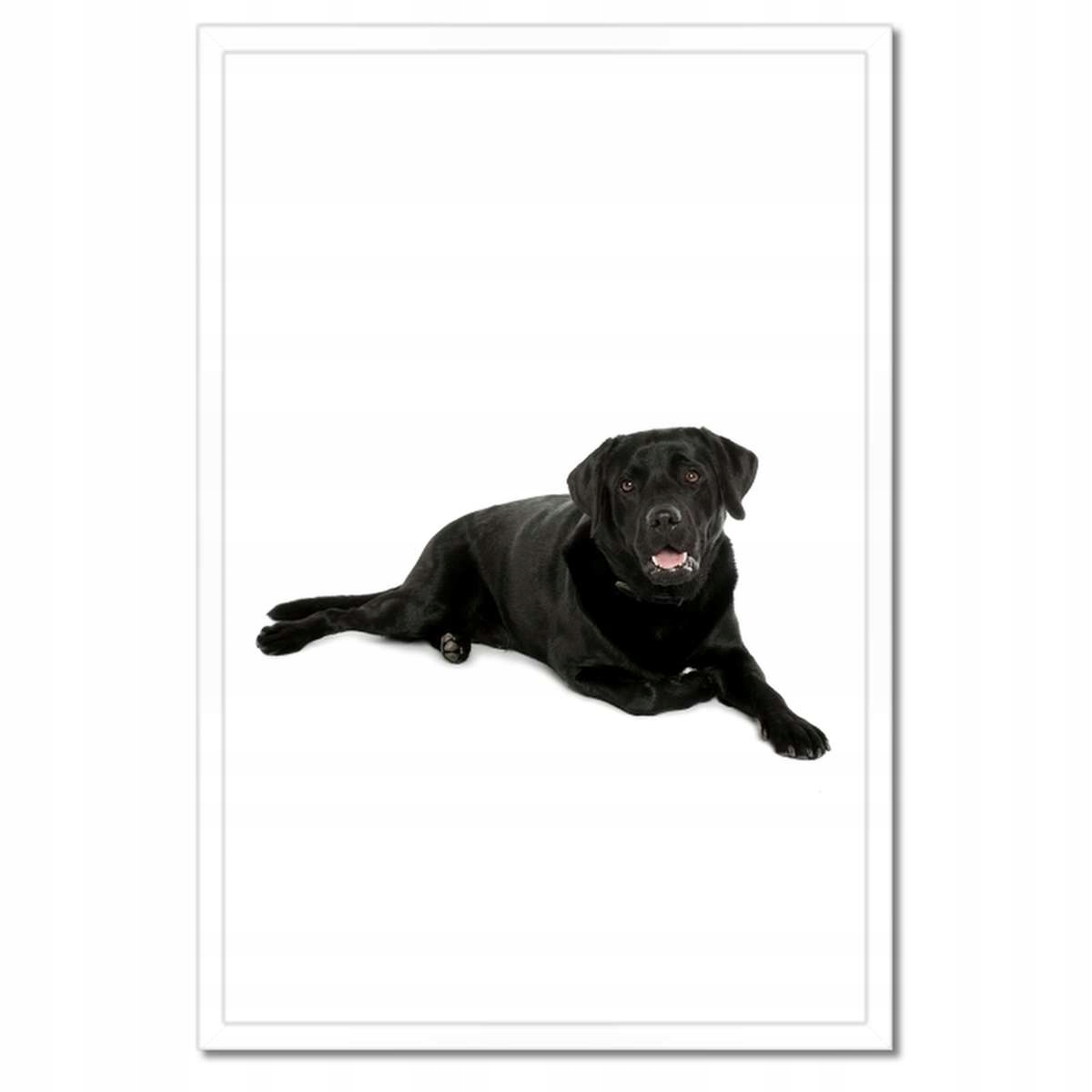 Plakáty v rámu 40x60 Černý labrador Pejsek