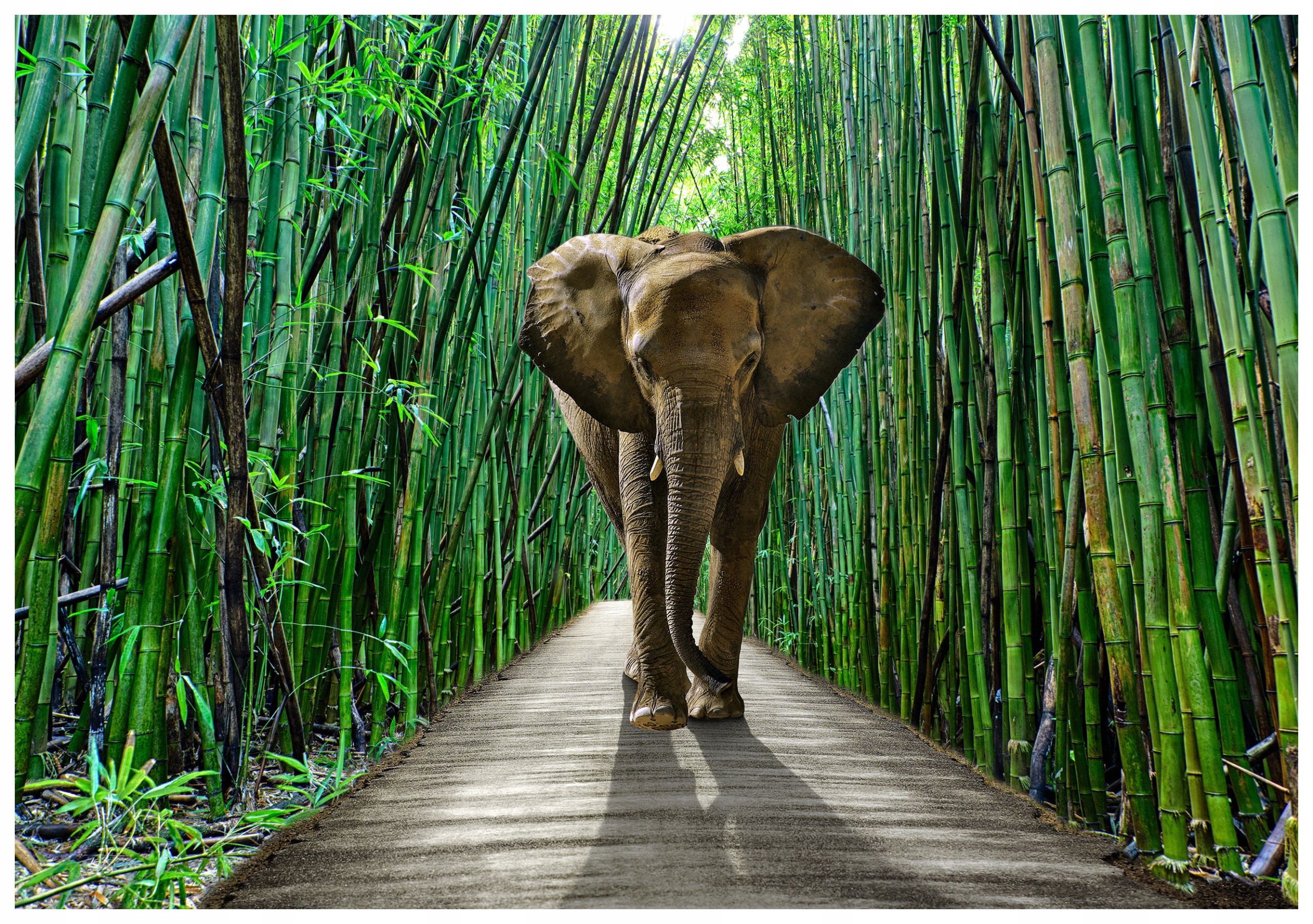 Vliesová fototapeta Slon v bambusovém lese, exotika 400x280 lepidlo