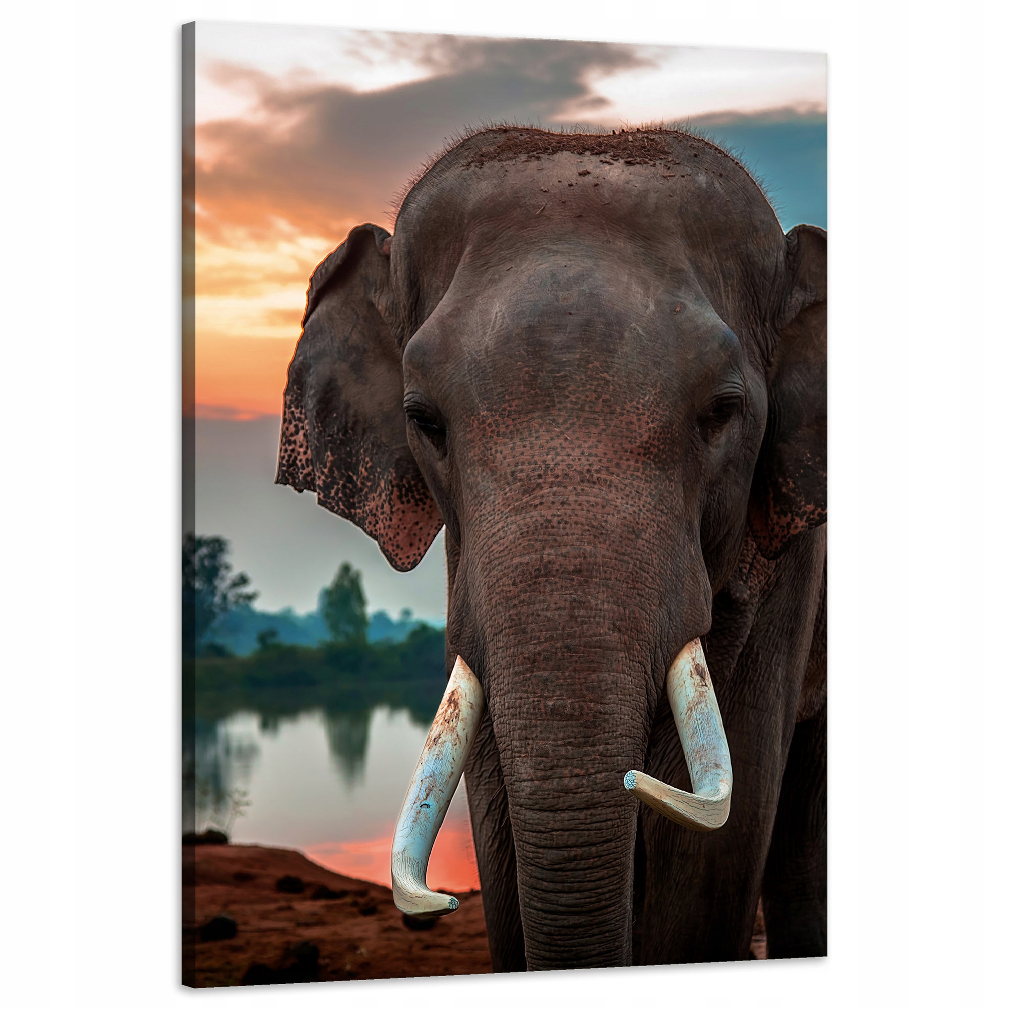 Obraz na plátně Krásné nebe Slon Příroda 60x90 cm
