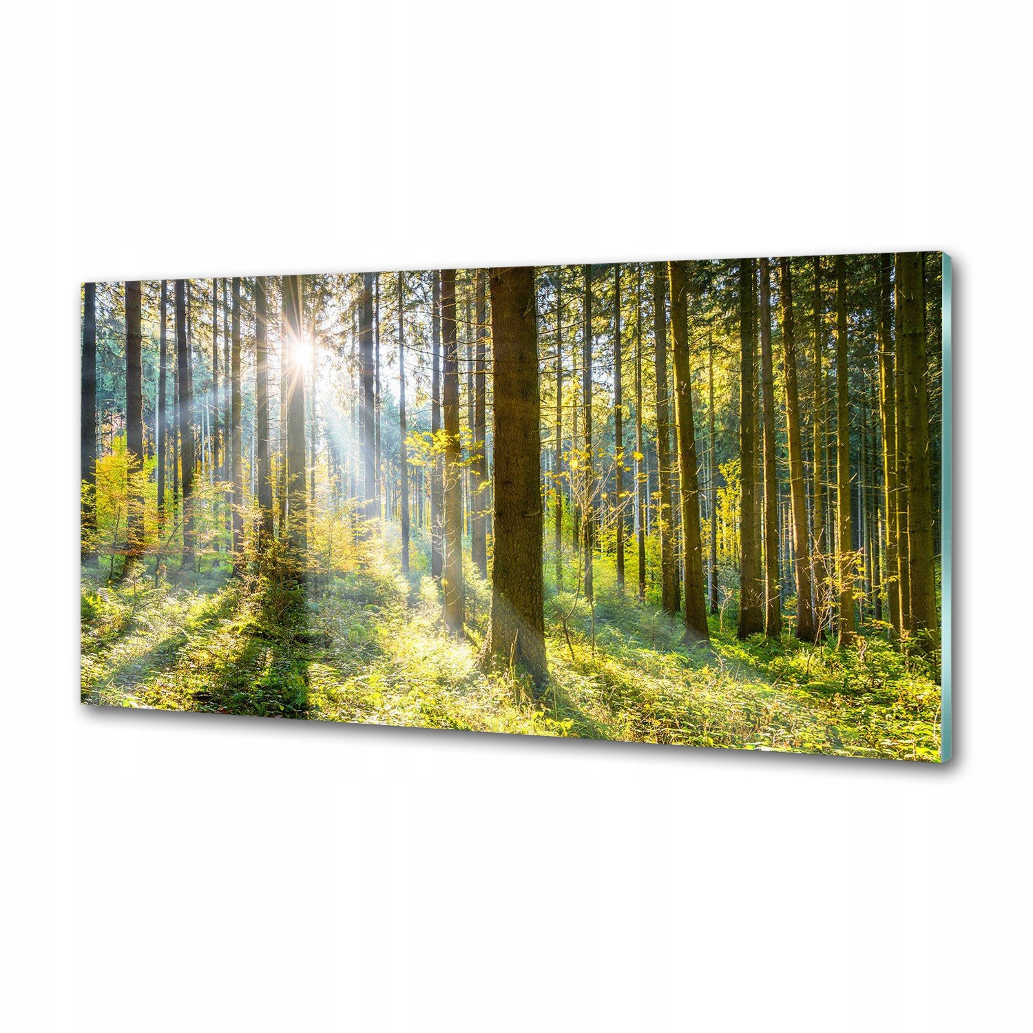 Panel dekor sklo Les na slnku 100x50 cm Lepidlo