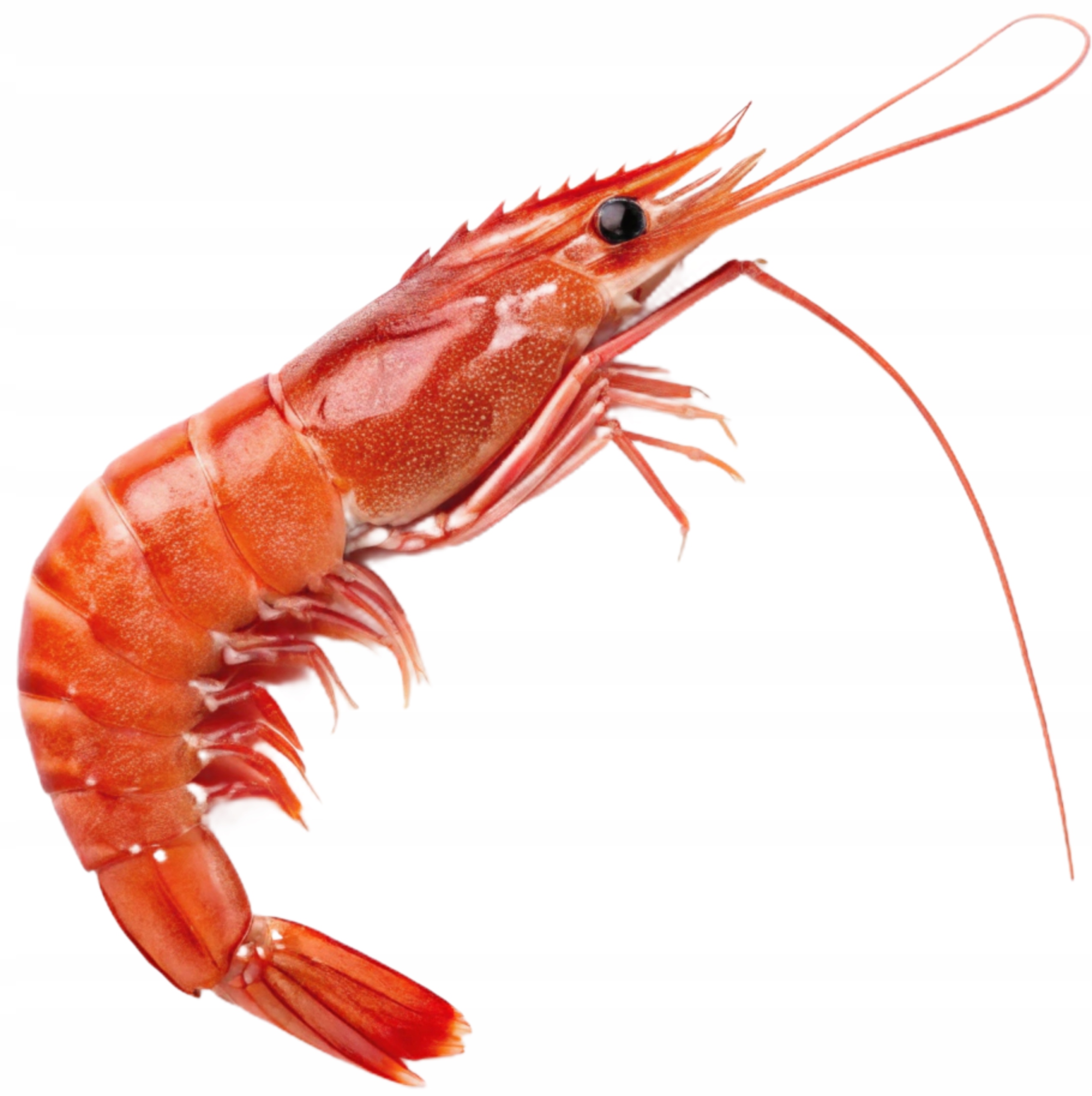 Langustynki (krewetki argentyńskie) całe surowe mrożone bez glazury 2 kg