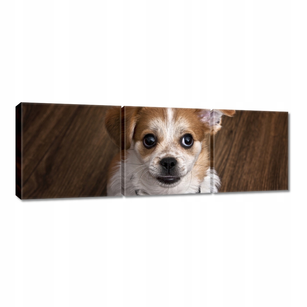 

Obrazy 120x40 Wesoły piesek