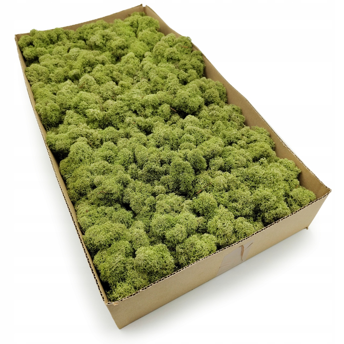 Mech Chrobotek Reniferowy - Fiński - Oczyszczony - Średnia Zieleń 2KG NETTO