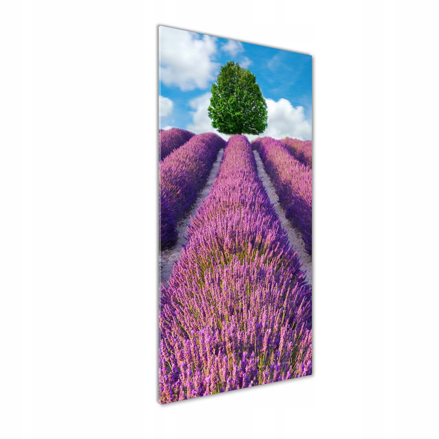 

Foto obraz szkło hartowane Pole lawendy 50x125 cm