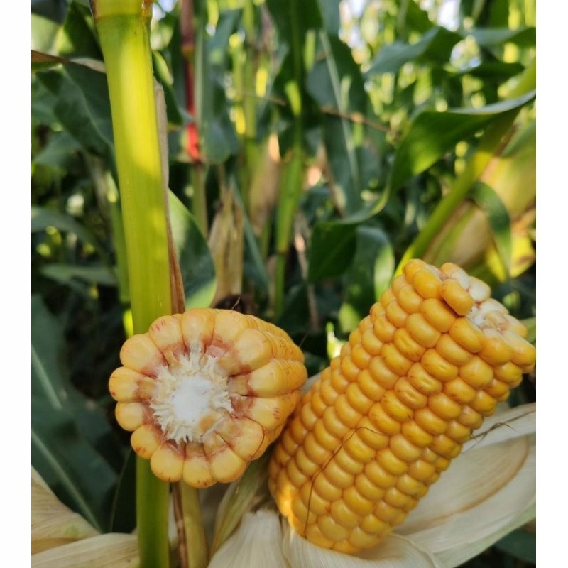 Semena kukuřice Kukuřice Makayla Fao180 Z