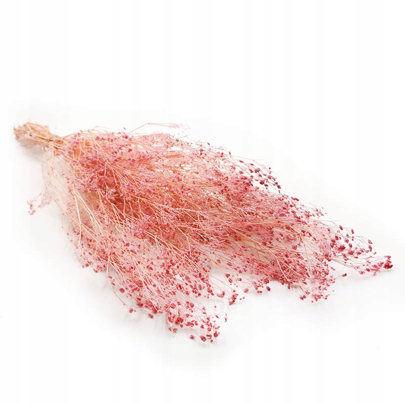 

Gipsówka stabilizowana gypsophila suszone rośliny