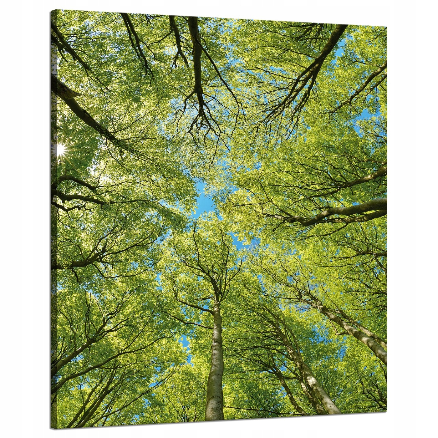 Obraz na plátně Listy Stromy Zeleň Slunce Nebe 80x100 cm