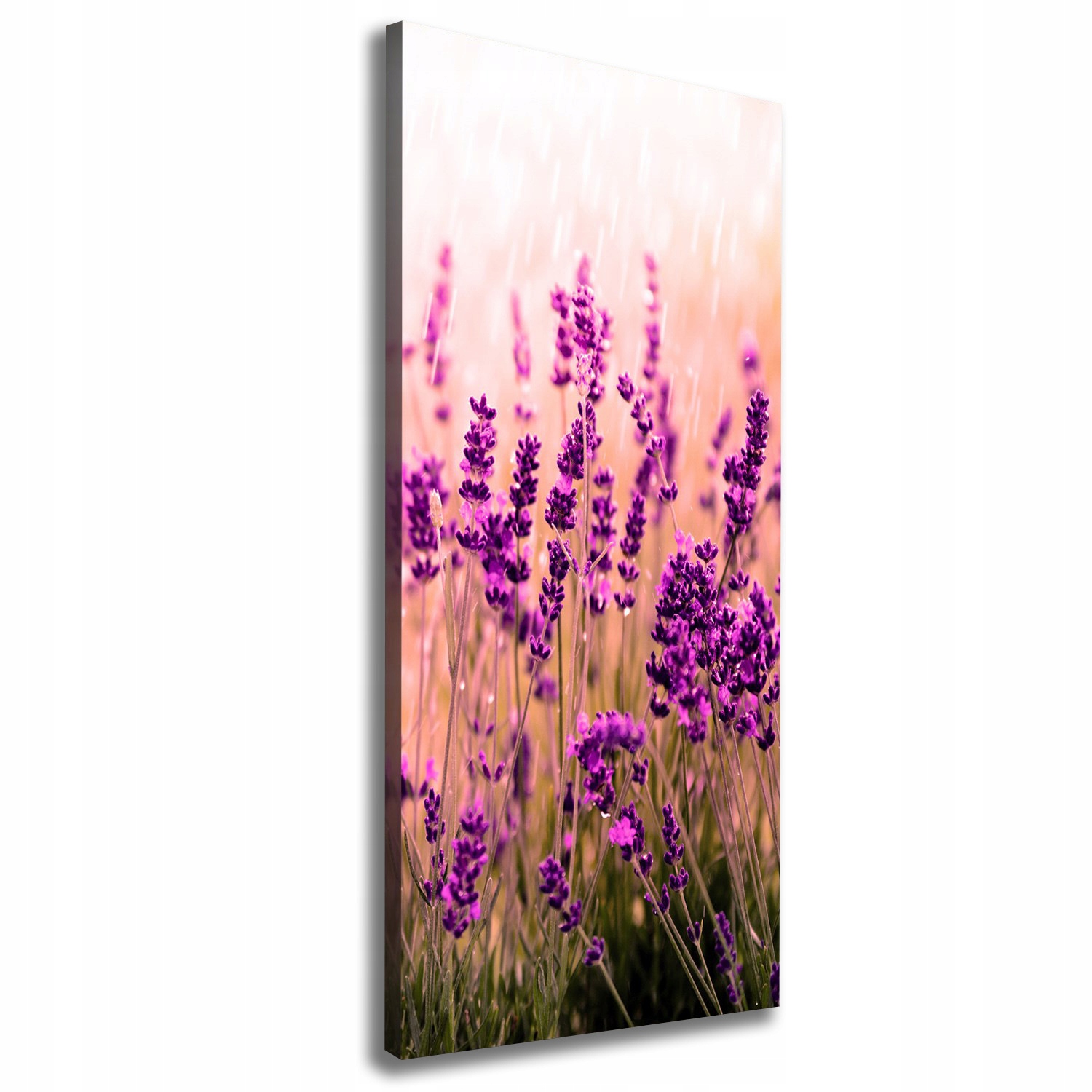 

Foto obraz canvas do salonu Pole lawendy 50x125