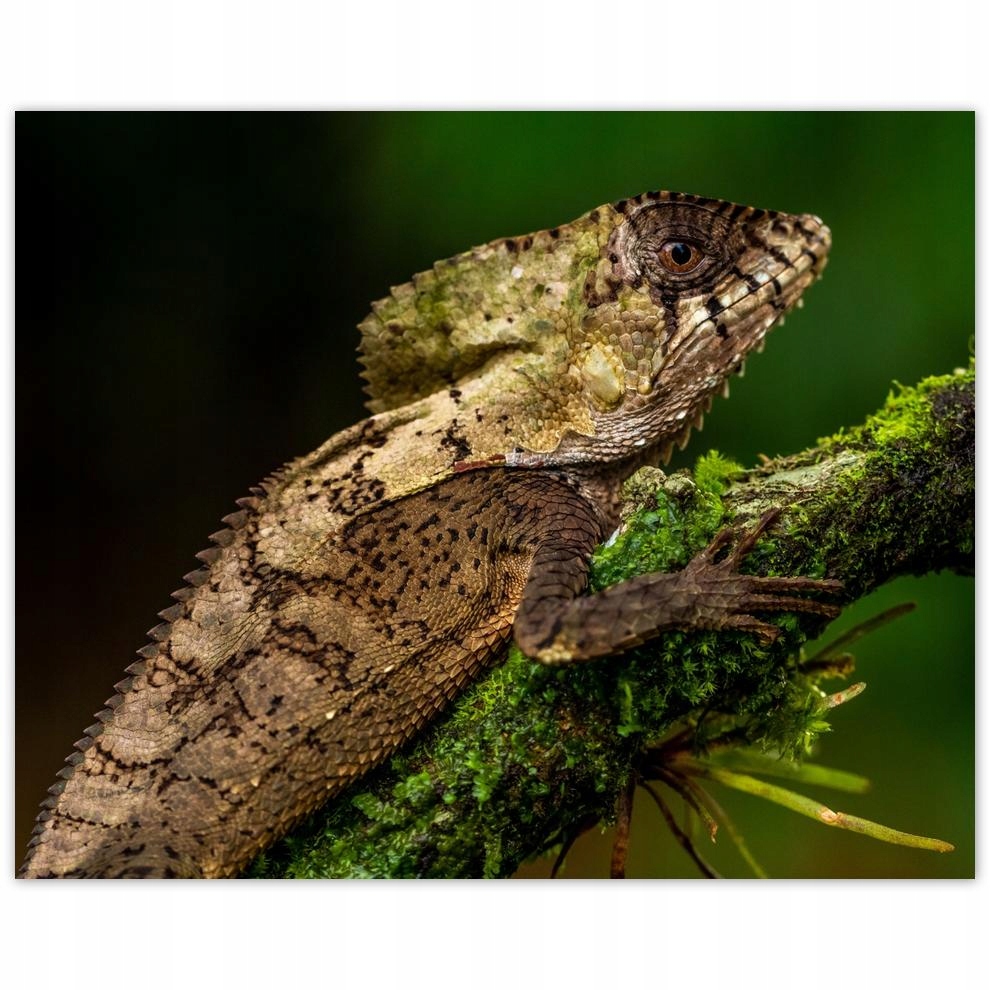 

Plakat 50x40 Zwierzęta Zwierzątka