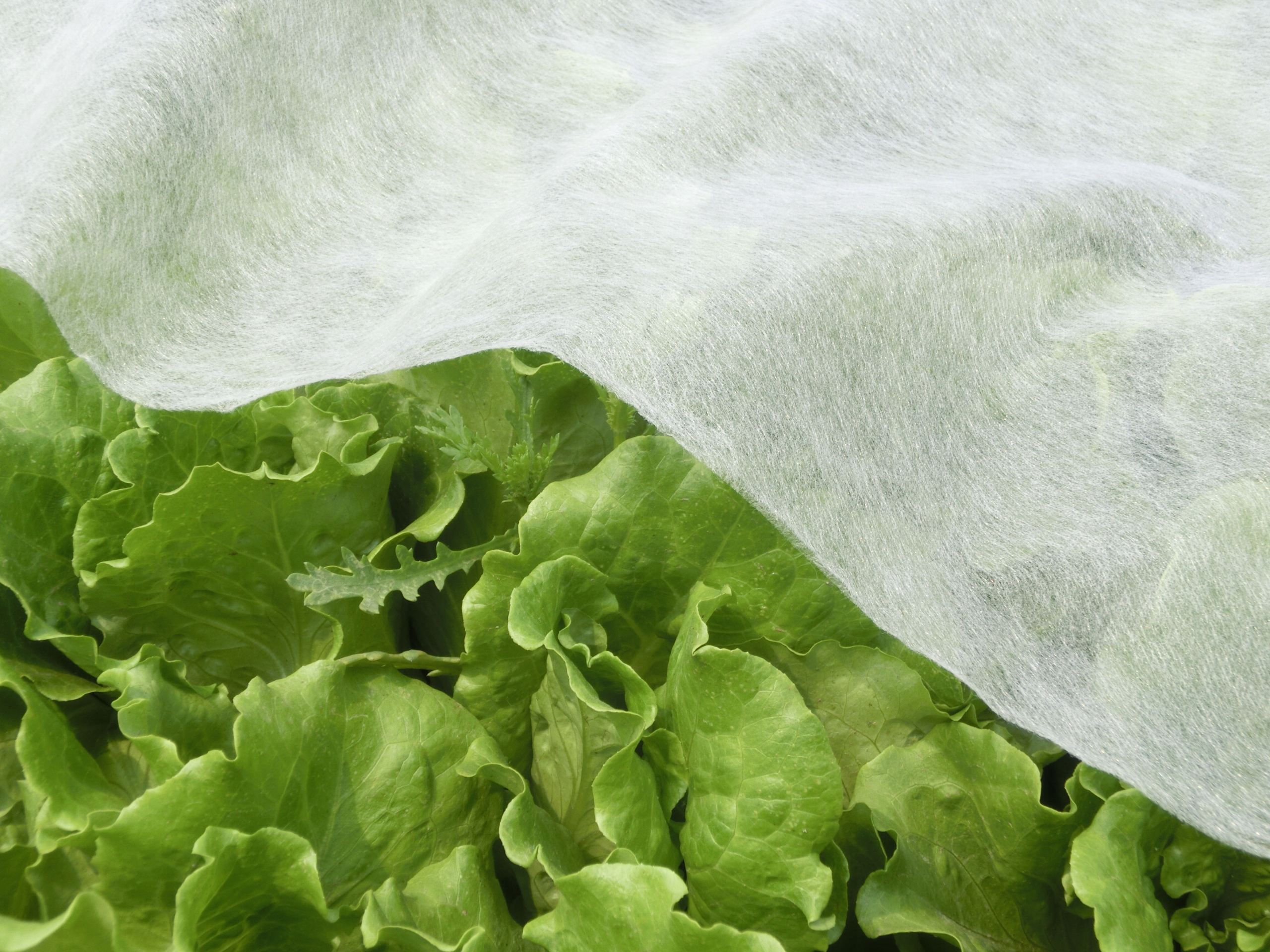 AGROWŁÓKNINA OKRYCIOWA OGRODOWA WŁÓKNINA 1.1x5M WIOSENNA BIAŁA 17g OTULINA Kolor biały