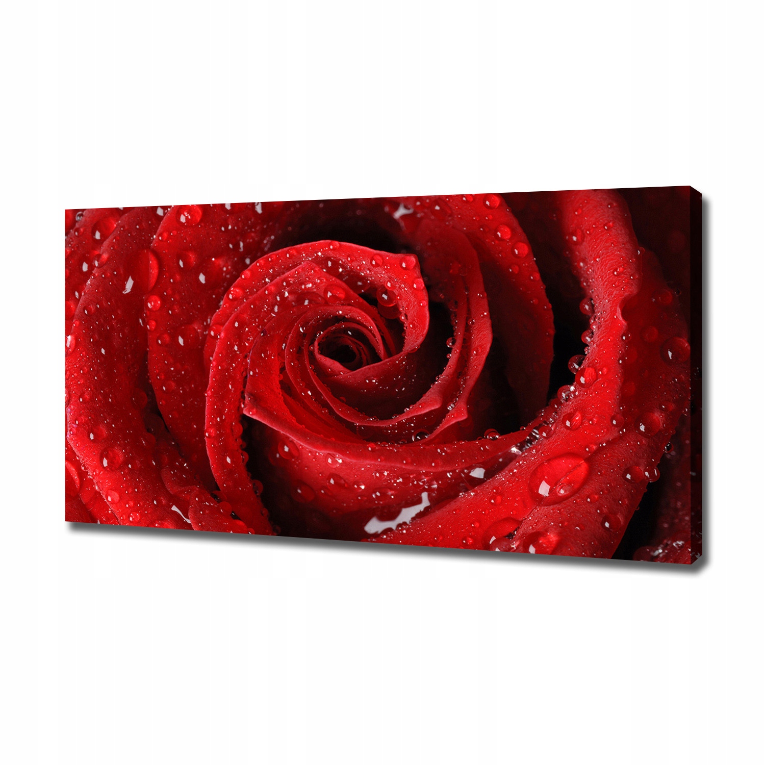 

Foto obraz na płótnie Krople na róży 120x60 cm