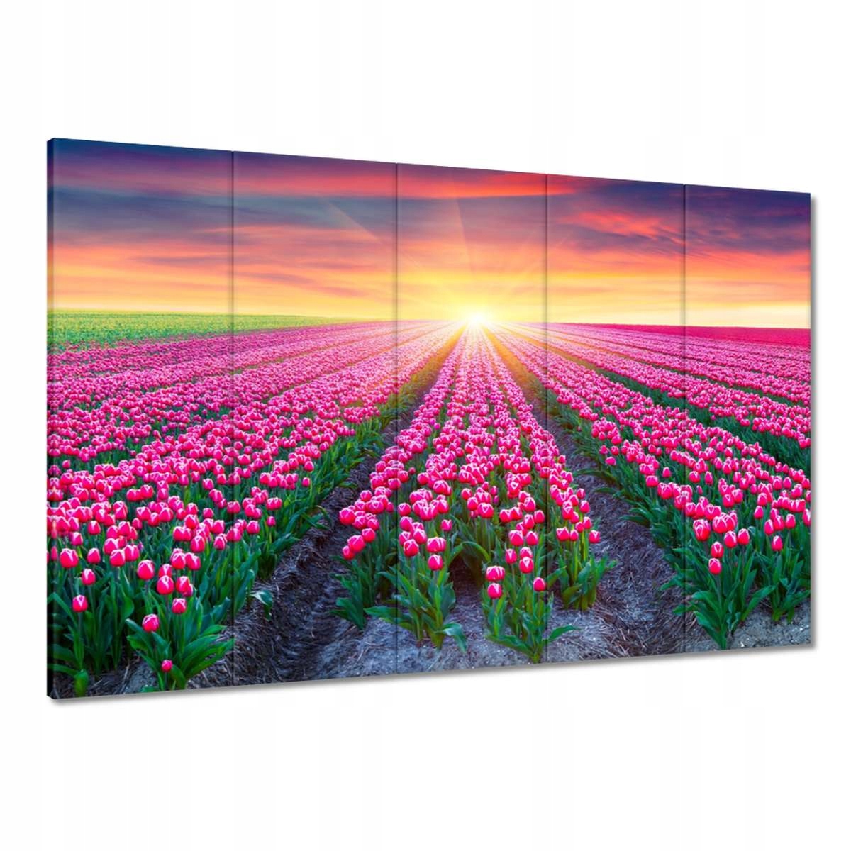Obrazy 100x70 Moře tulipánů Tulipány