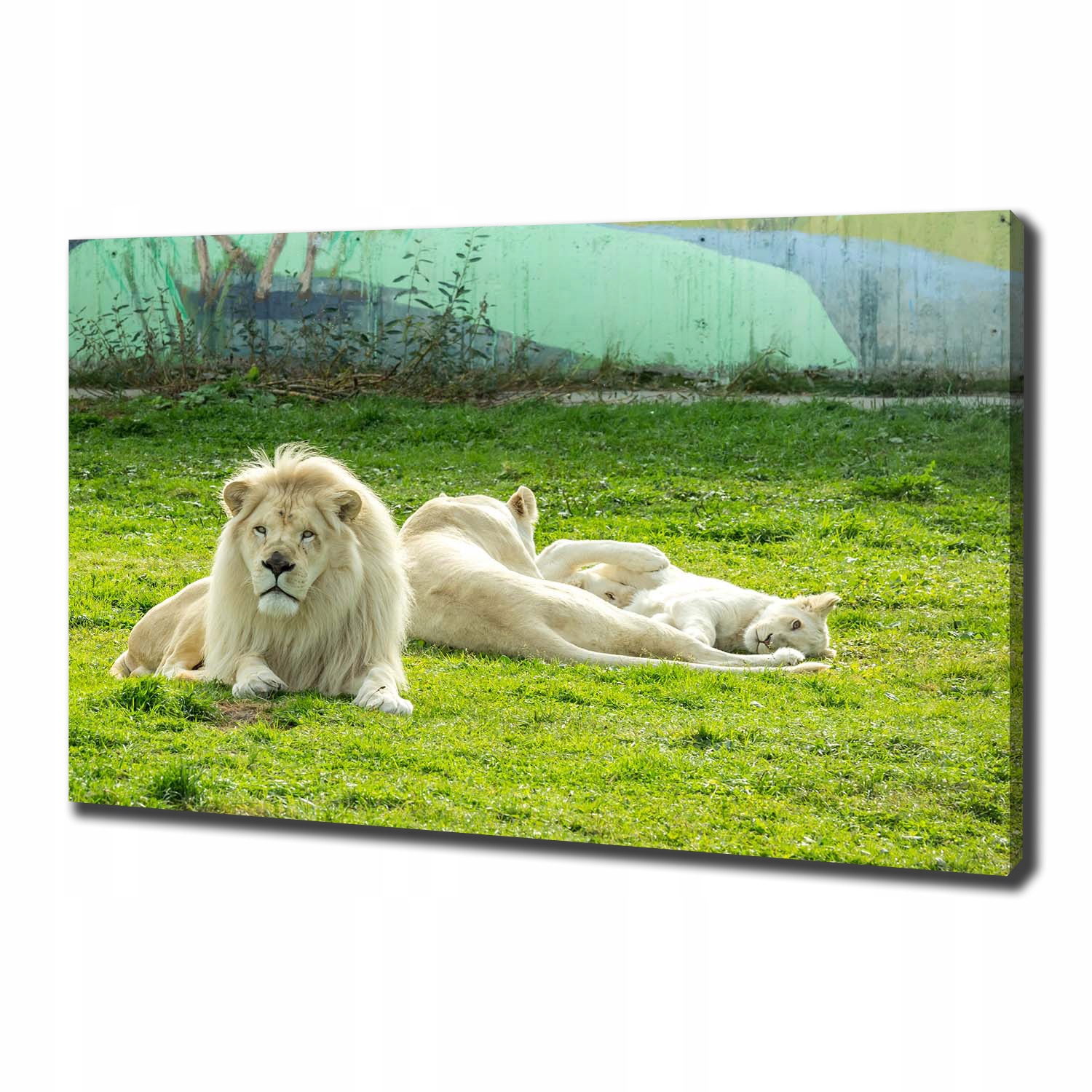 

Foto obraz canvas na ścianę Beżowe lwy 100x70 cm