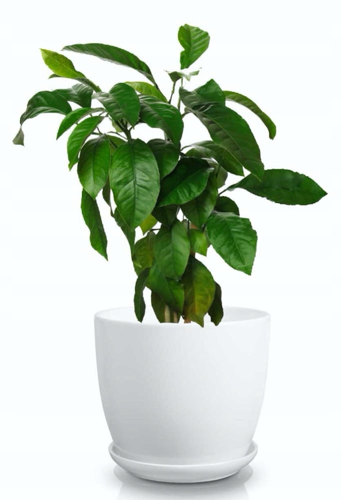 CERAMICZNA DONICZKA Z PODSTAWKĄ 13cm BIAŁA Kod producenta 02.449