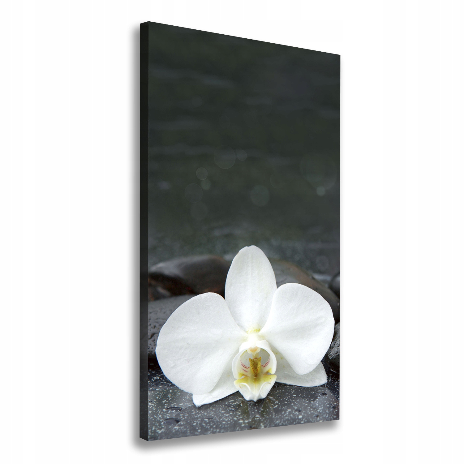 

Foto obraz na płótnie Orchidea kamienie 50x100 cm