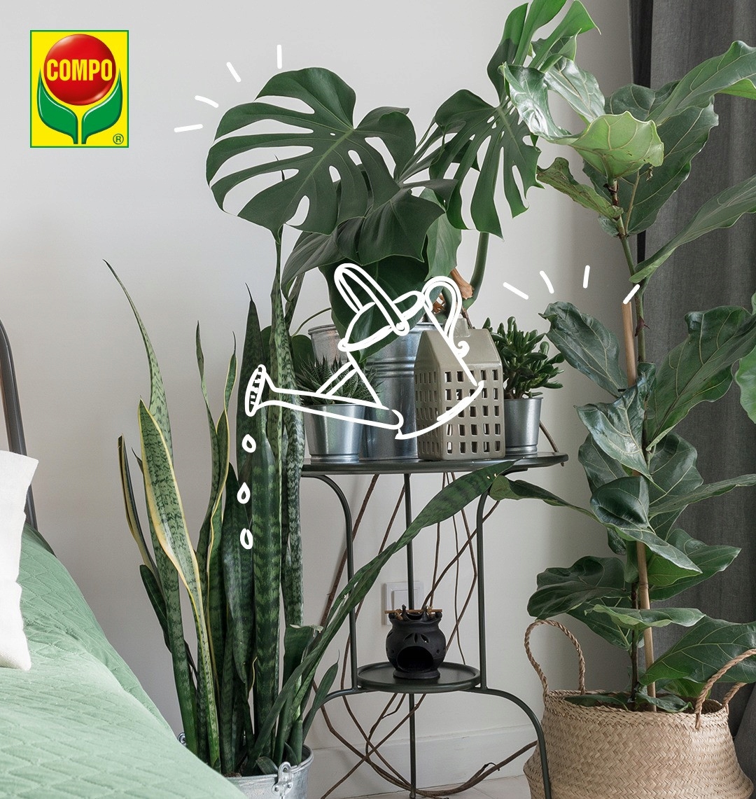 PODŁOŻE DO DONICZKOWYCH ROŚLIN ZIELONYCH MONSTERY ZAMIOKULKASA I PALM 20L Rodzaj ziemia uniwersalna