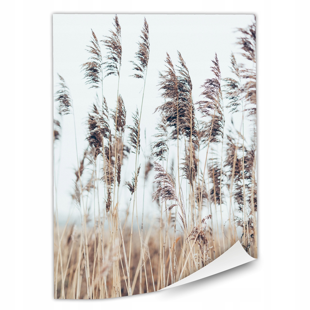 

1x Plakat Trawa Trzcinowa 50x70