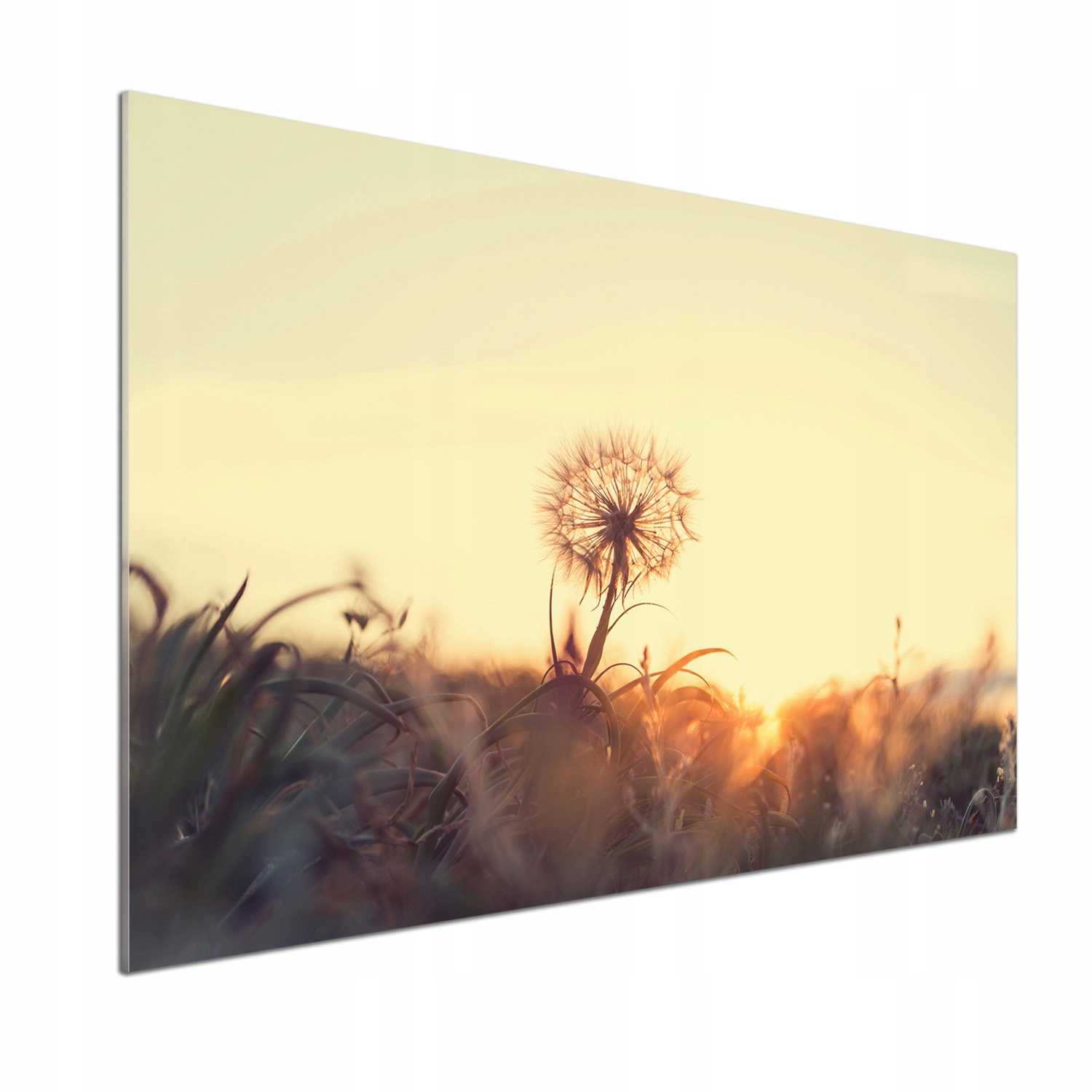 Dekoračný panel zo skla Púpava 100 x 70 cm Lepidlo