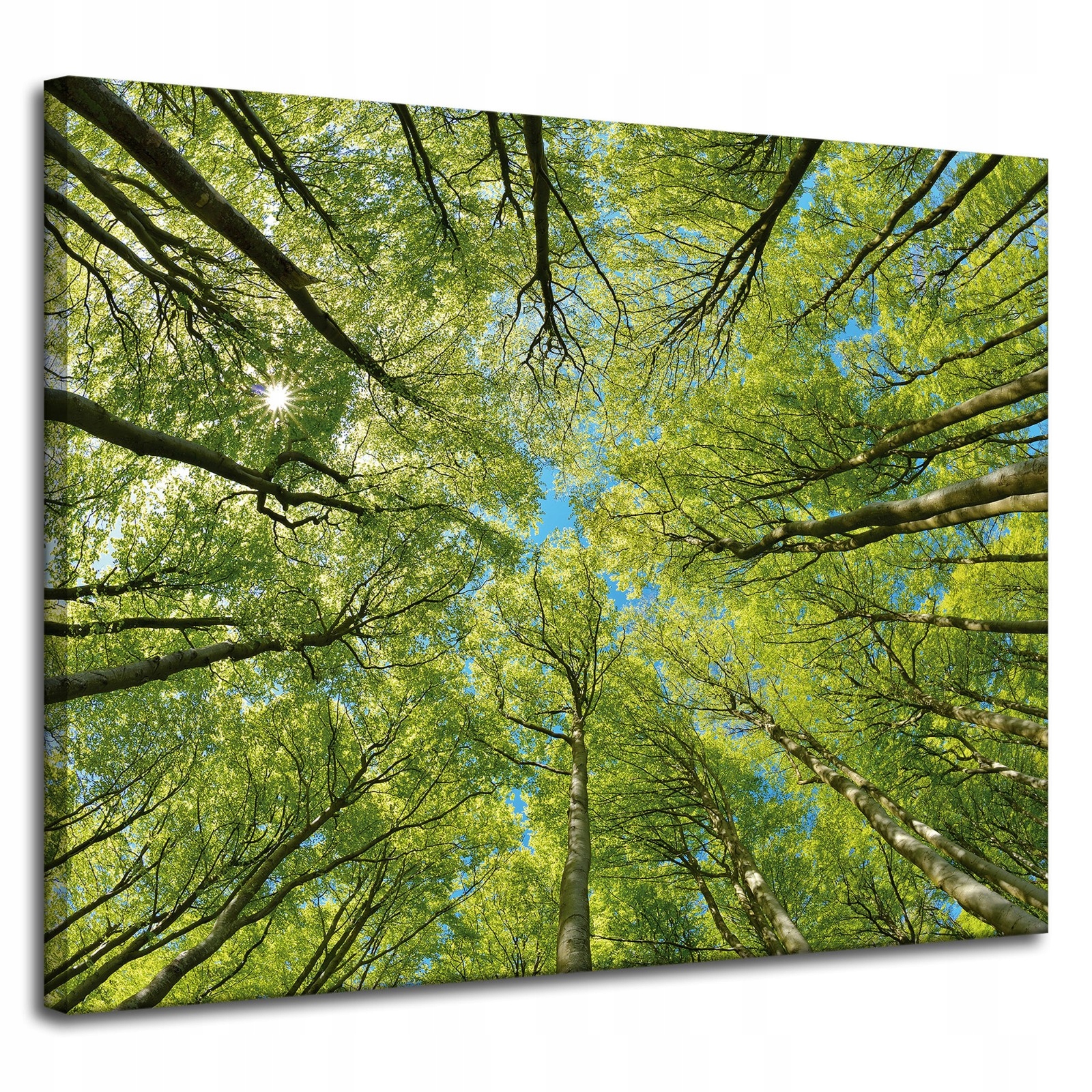 Obraz na plátně Listy Stromy Zeleň Slunce Nebe 100x80 cm