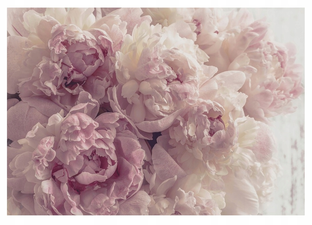 

Fototapeta Peonie Kwiaty Salon Sypialnia 520x318