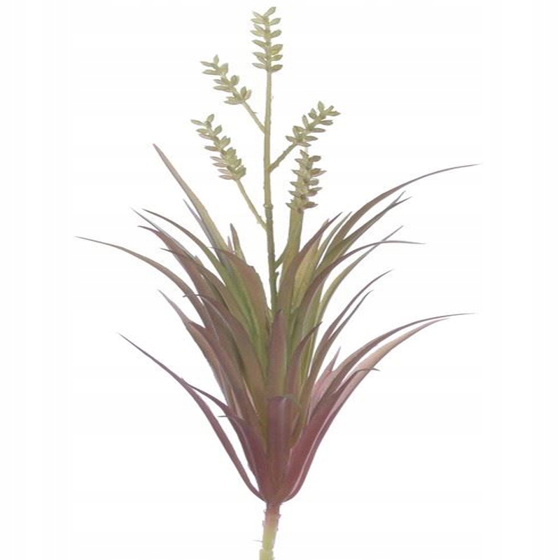 

Sukulent Czerwony Roślina Terrarium Agama Gekon