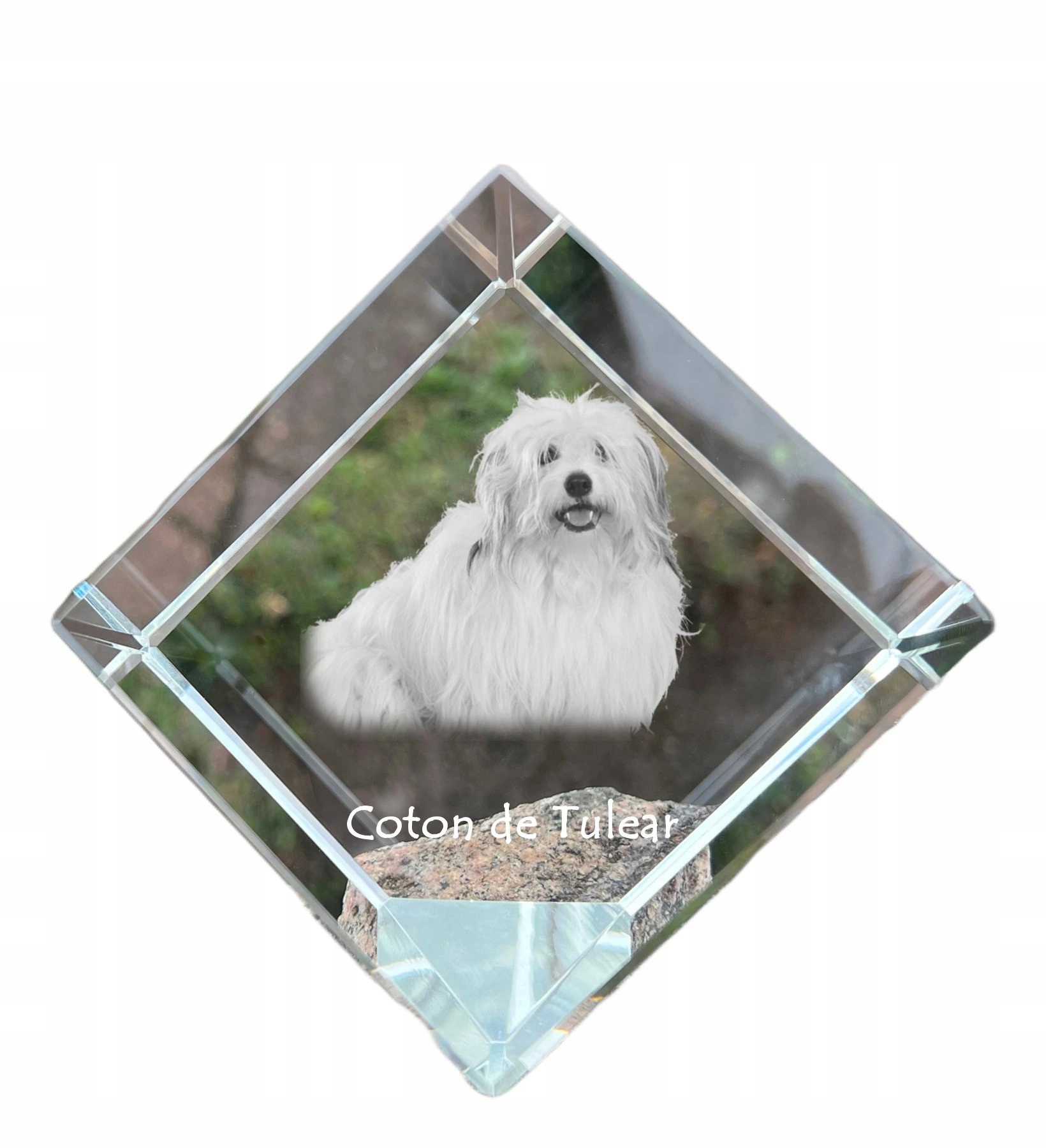 Coton de Tulear krištáľová kocka s fotografiou psa, ozdoba na stôl