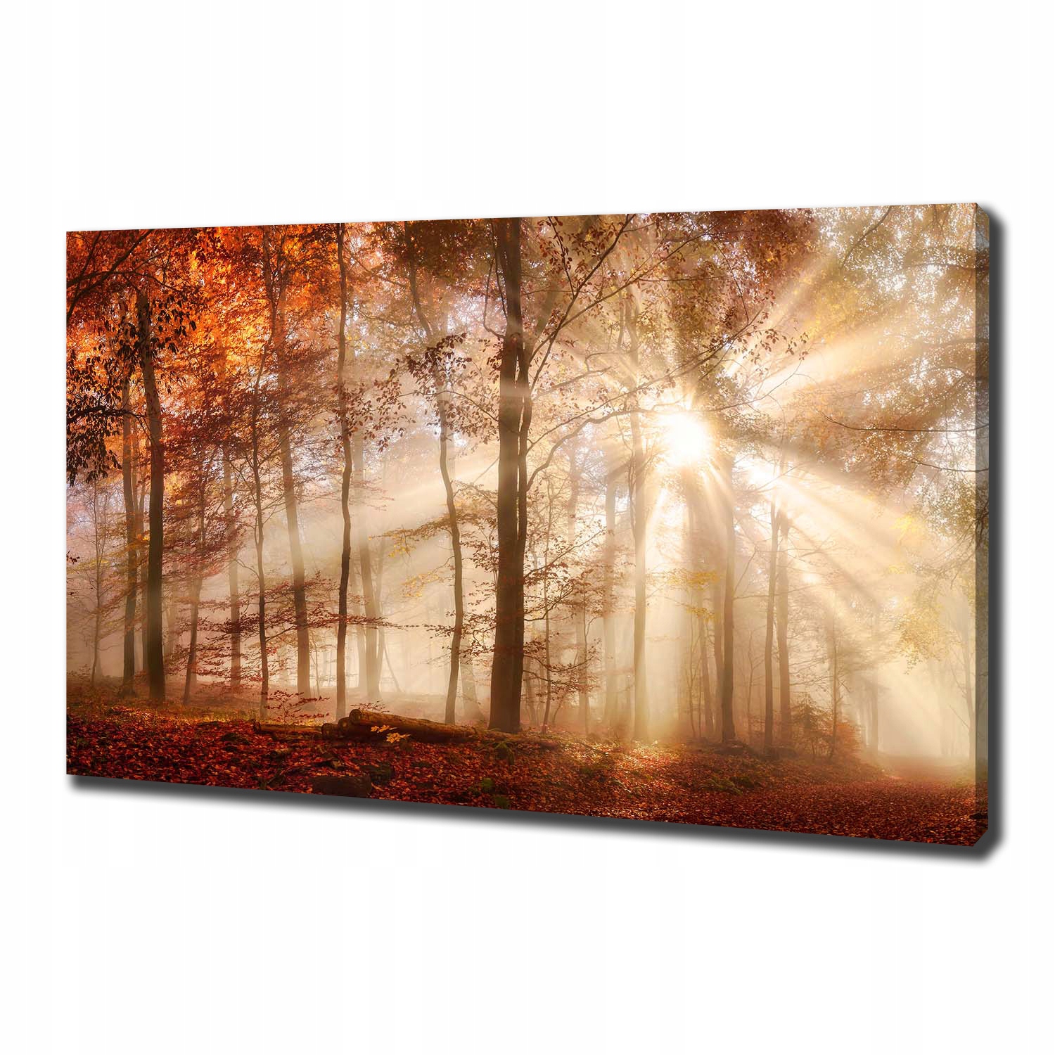 

Foto obraz na płótnie Mgła w lesie jesień 100x70cm