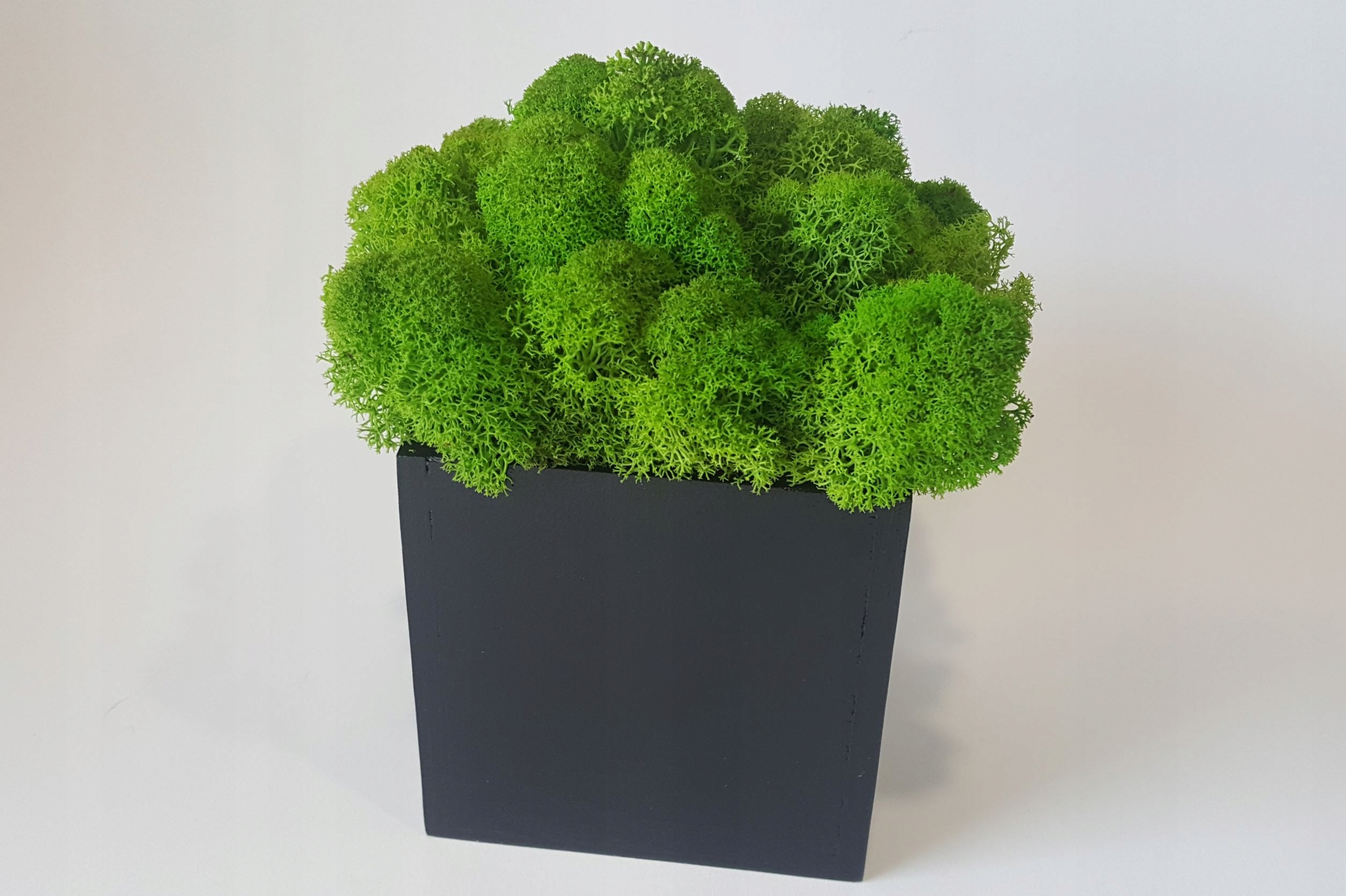 MECH CHROBOTEK W CZARNEJ DONICZCE