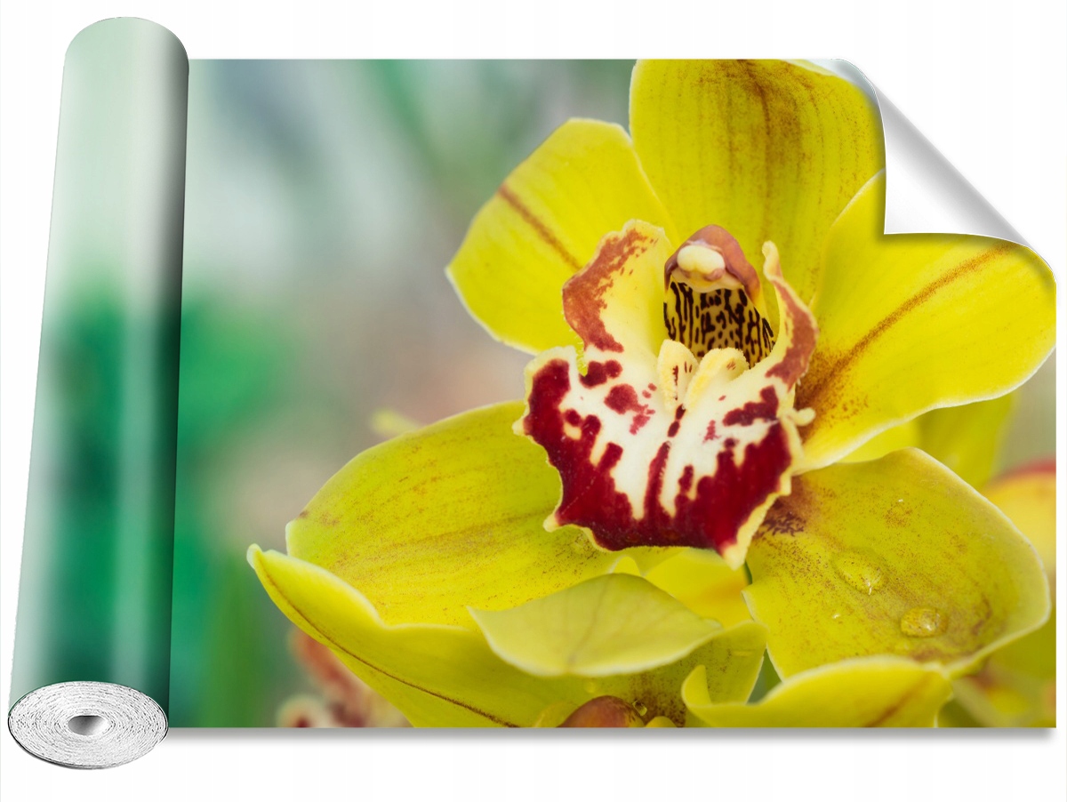 

Tapeta Samoprzylepna Żółta orchidea 208x146