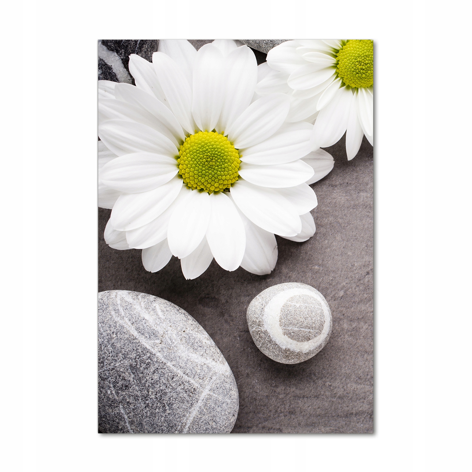 

Foto obraz akrylowy na ścianę Gerbera 70x100 cm