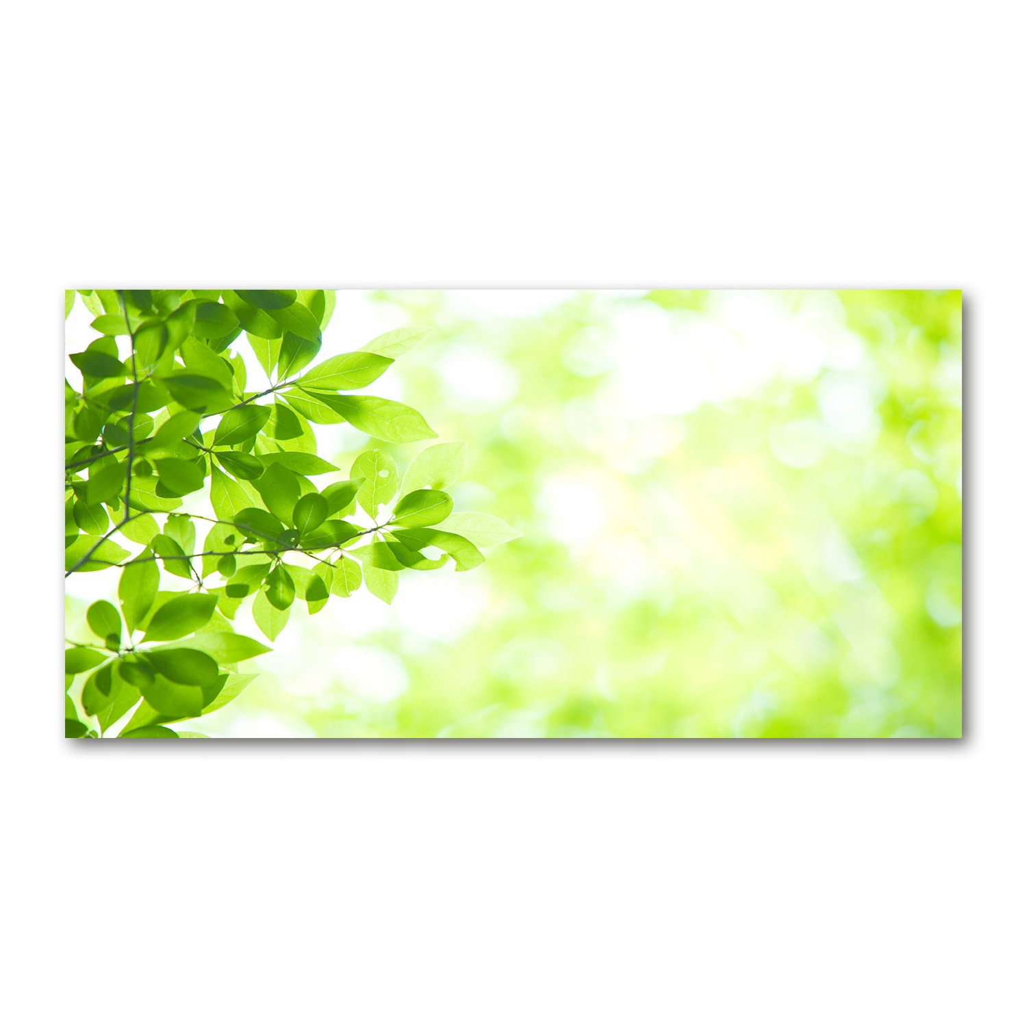 

Fotoobraz akryl nowoczesny na ścianę Liście 120X60