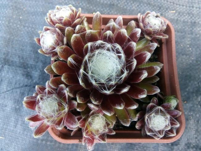 Rojnik 457 ROTER KRISTALL