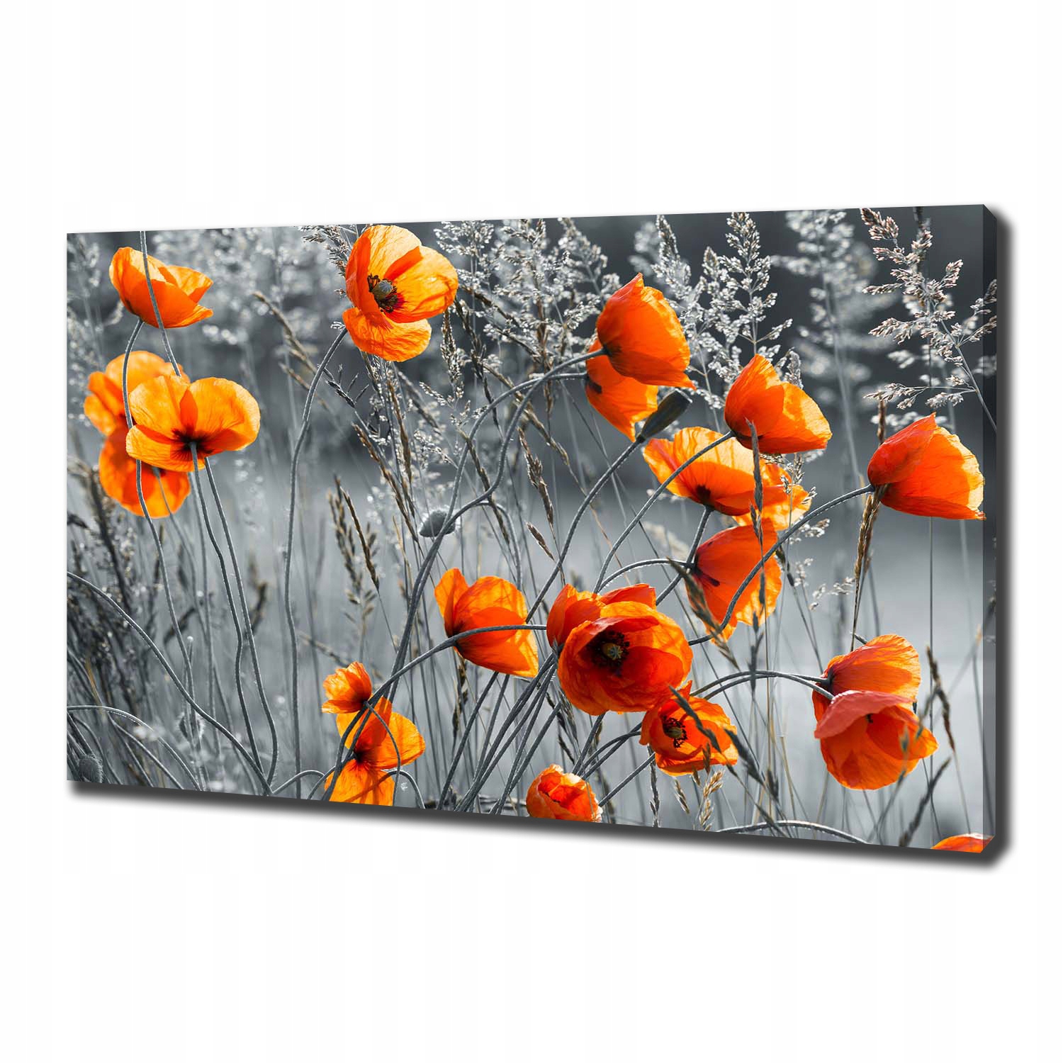 Fotoobraz canvas na zeď Polní máky 100 x 70 cm