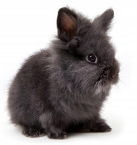 Karma dla królików Versele Laga Complete Cuni Sensitive 1,75kg Kod producenta 5410340613092