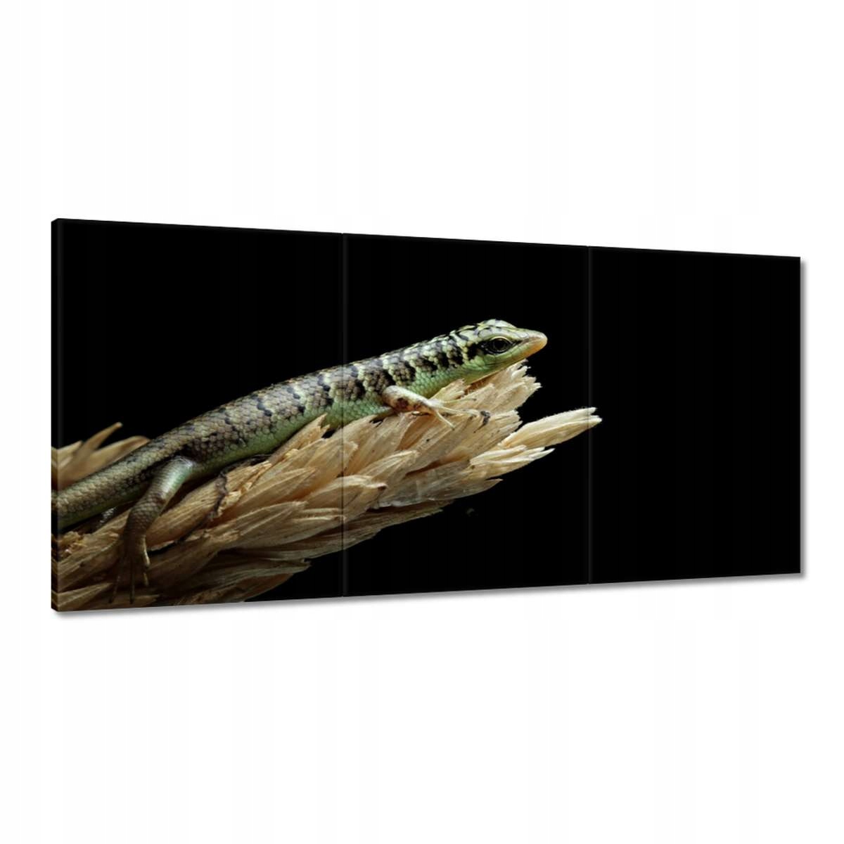 Obrazy 180x90 Indonézska jašterica