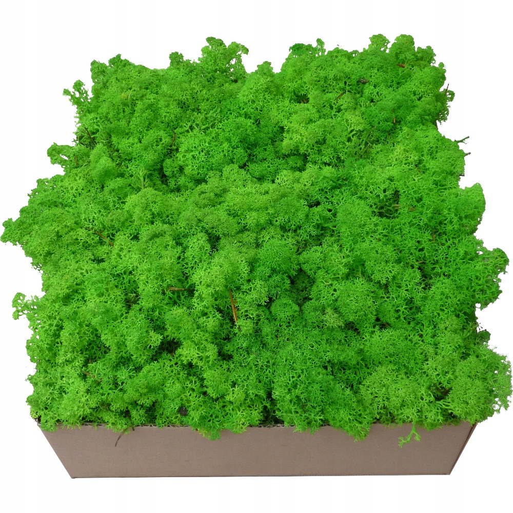 Mech Chrobotek Trawiasta Żywa Zieleń 600g Rodzaj mech chrobotek