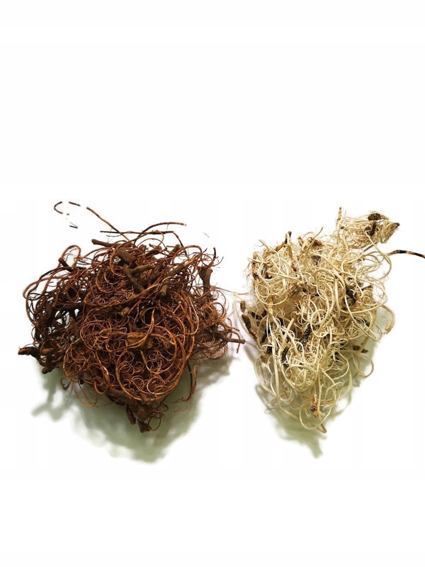 

Curly moss naturalne i bielone 50g #SpidersFactory