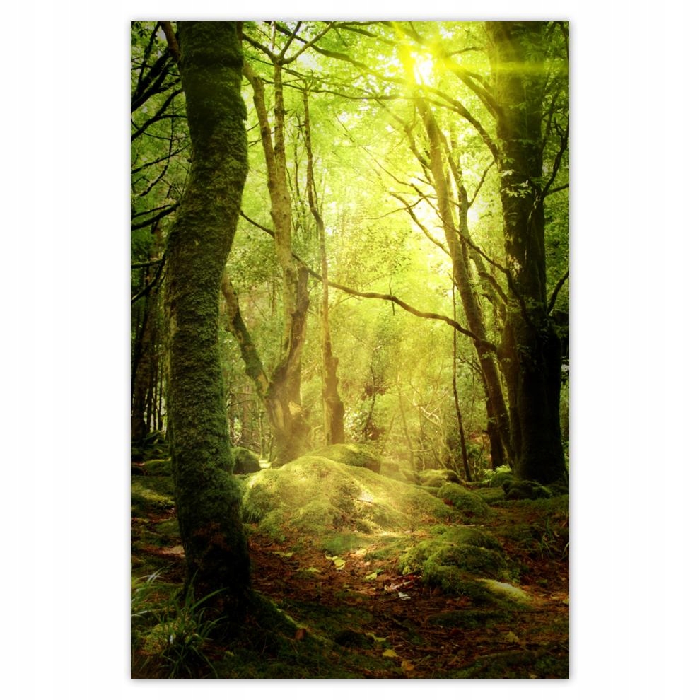 

Plakat 62x93 Magiczny las Krajobraz