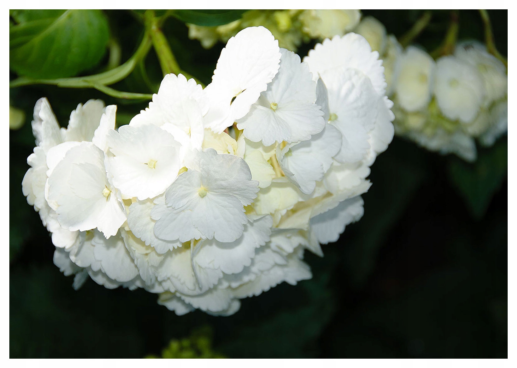 Vliesová fototapeta Biela hortenzia elegancia do obývačky 416x254 lepidlo