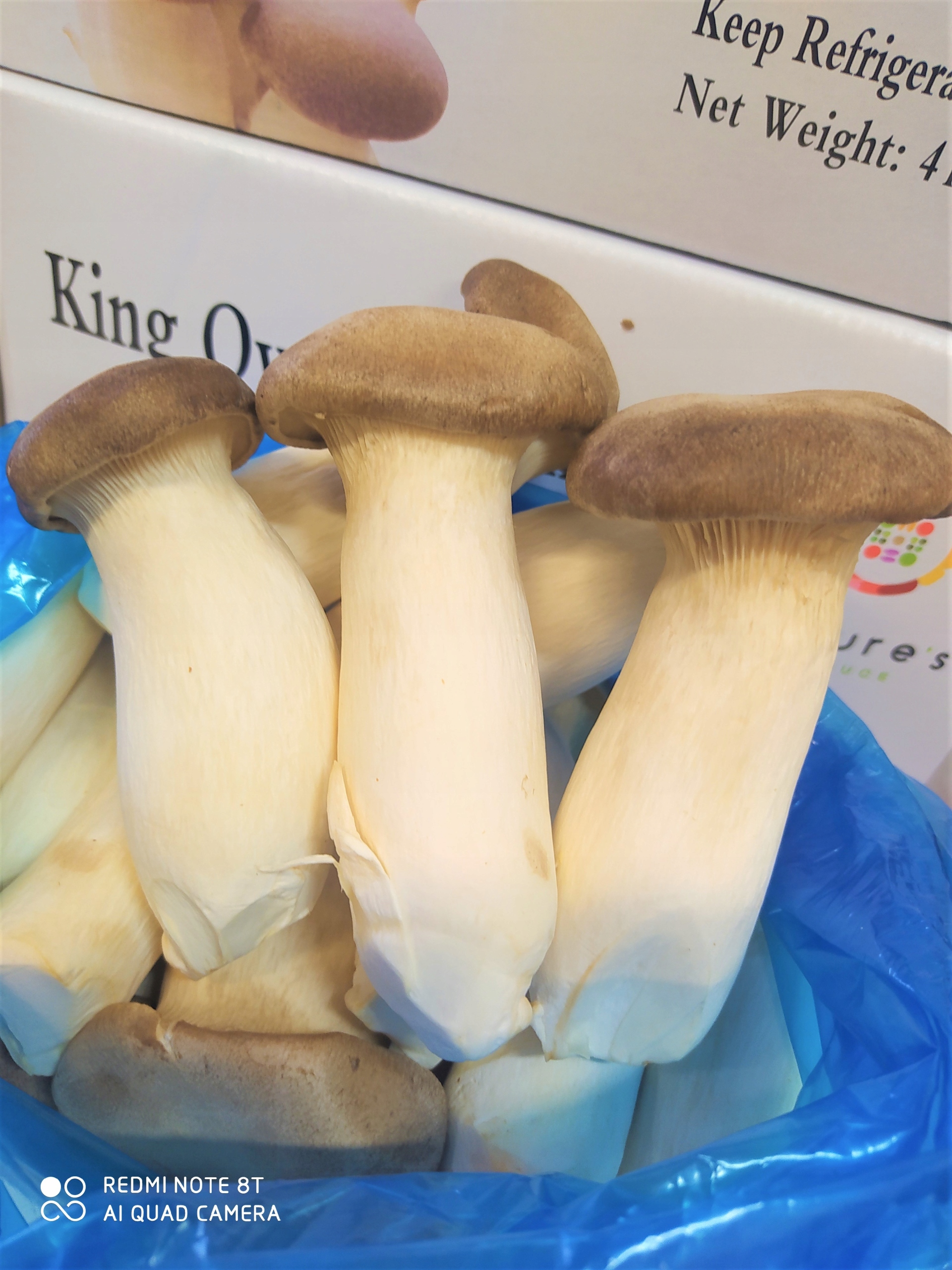 Levně Boczniak mikulášský (královský) čerstvý – 4 kg