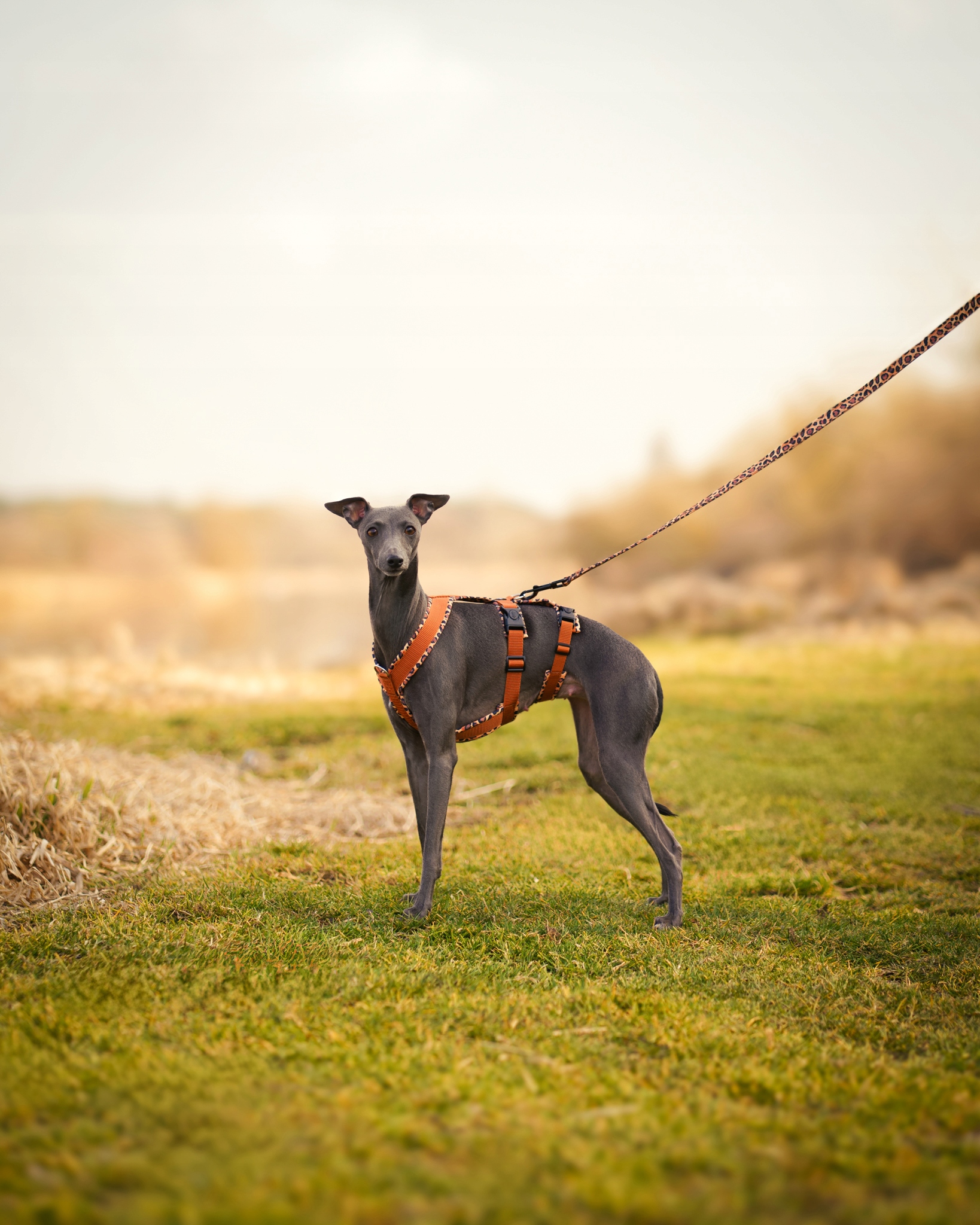 Levně Protiúnikové postroje pro Charta „Wild Safari“ – Hnědá verze