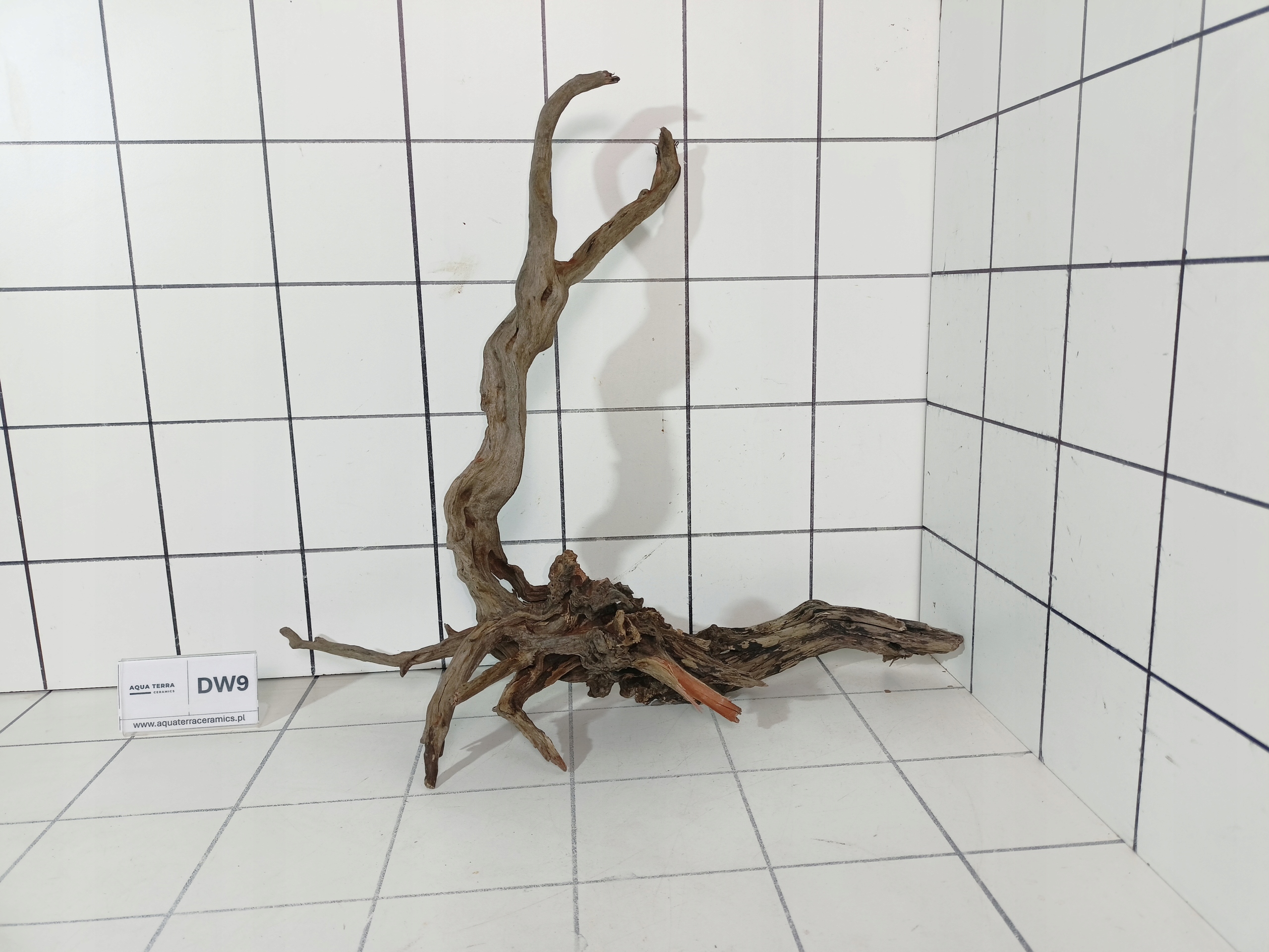 Korzeń Premium Spider Wood 9 Naturalny Gotowy do Akwarium Terrarium Ozdoba