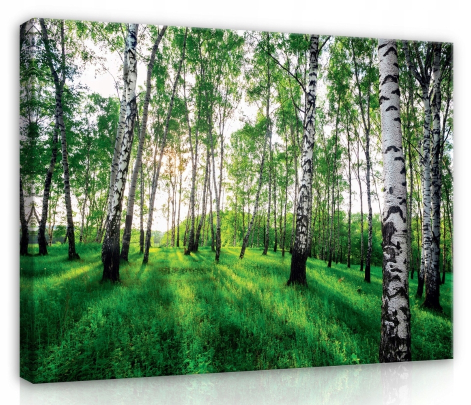 Obraz 80x60 Břízový les Sluneční háj Letní světlo Příroda Zeleň Klid