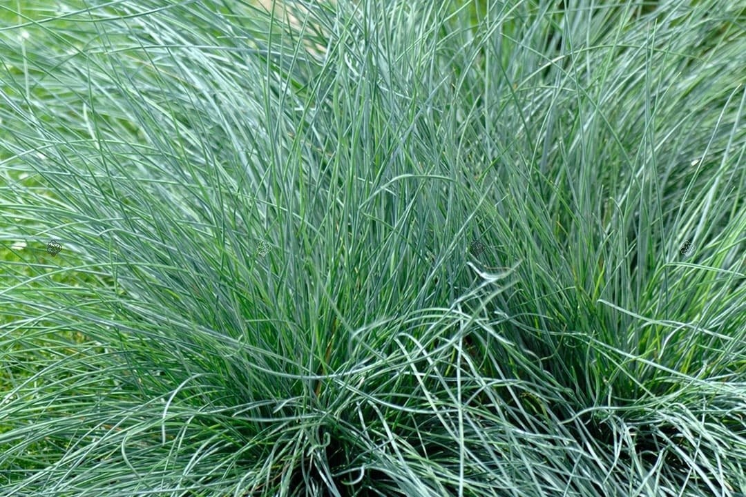 Овсянница сизая "фредди". Овсяница тонколистная. Овсяница группа. Овсяница сизая варна. Овсяница группа.