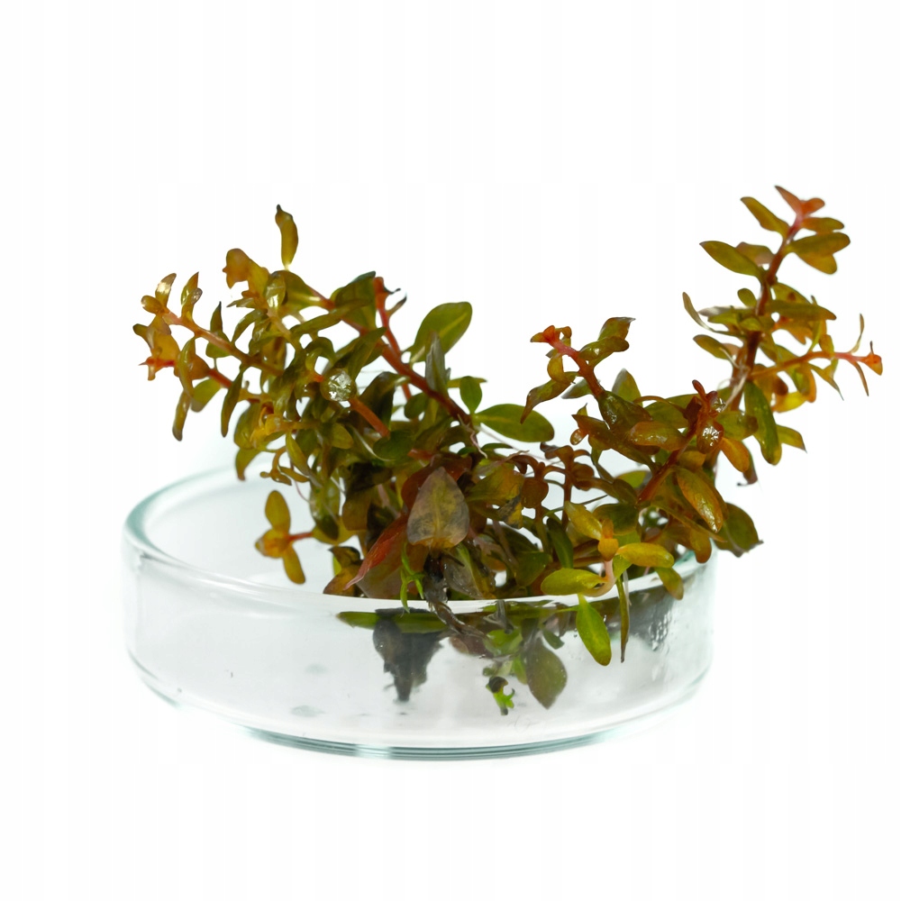 Ludwigia guinea (senegalensis) ПОРЦИЯ in vitro