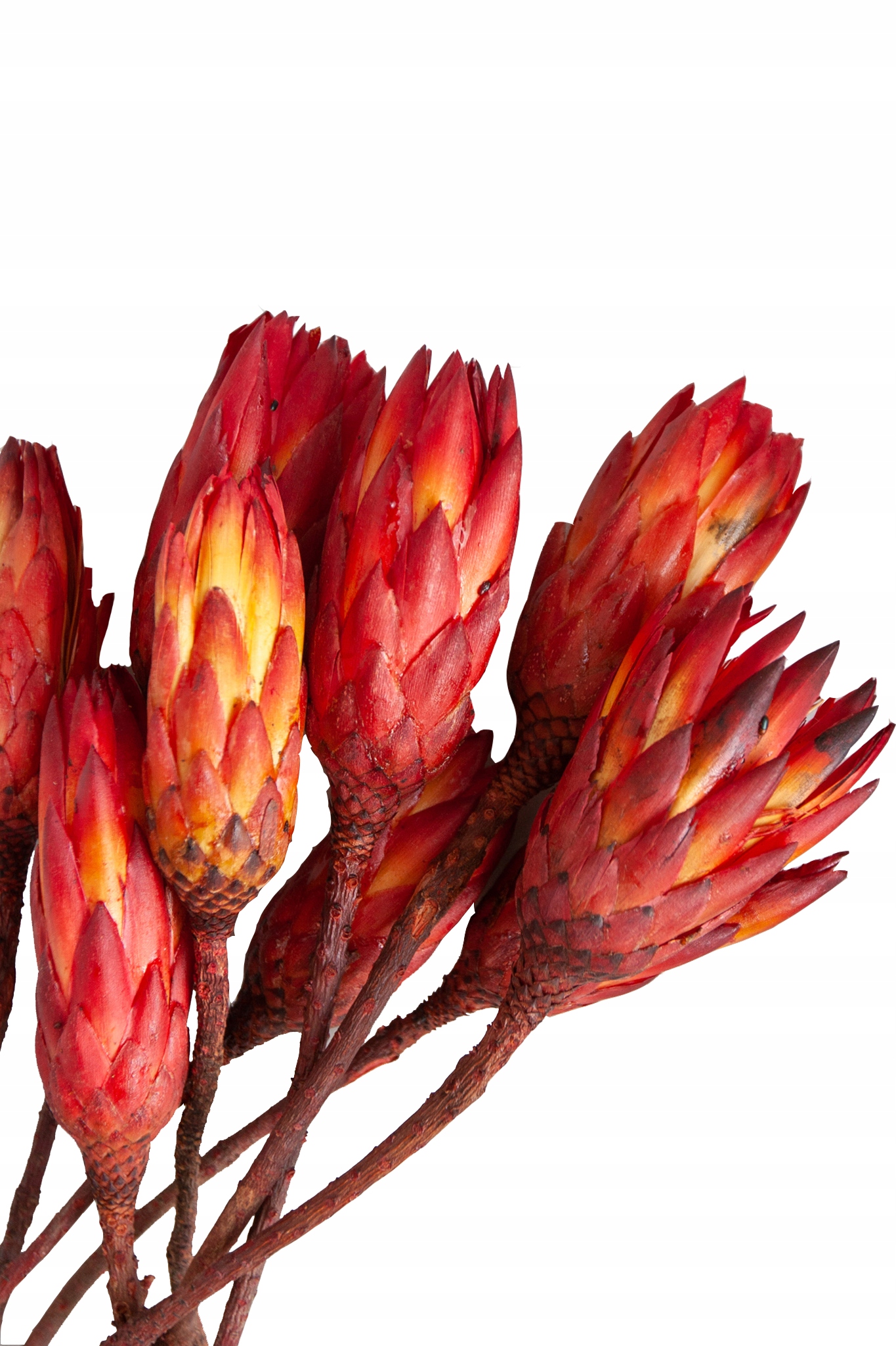 

Protea suszone kwiaty do wazonu susz florystyczny
