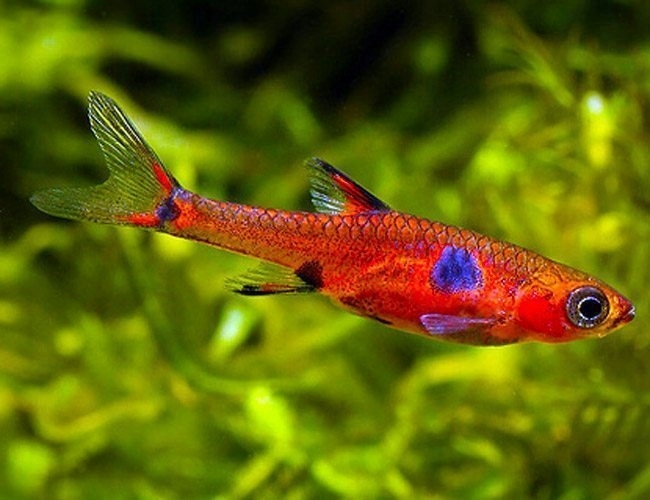 Razbora plamista - Boraras maculatus - Rasbora