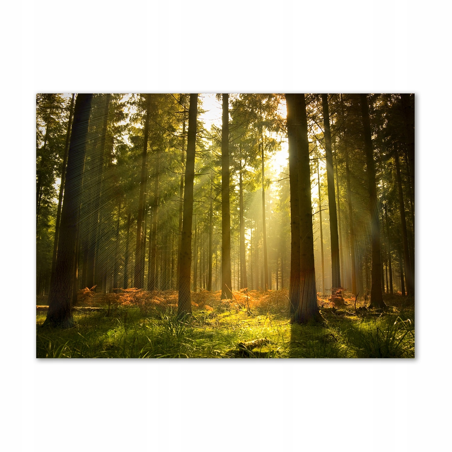 

Foto obraz szkło akrylowy Las w słońcu 100x70 cm