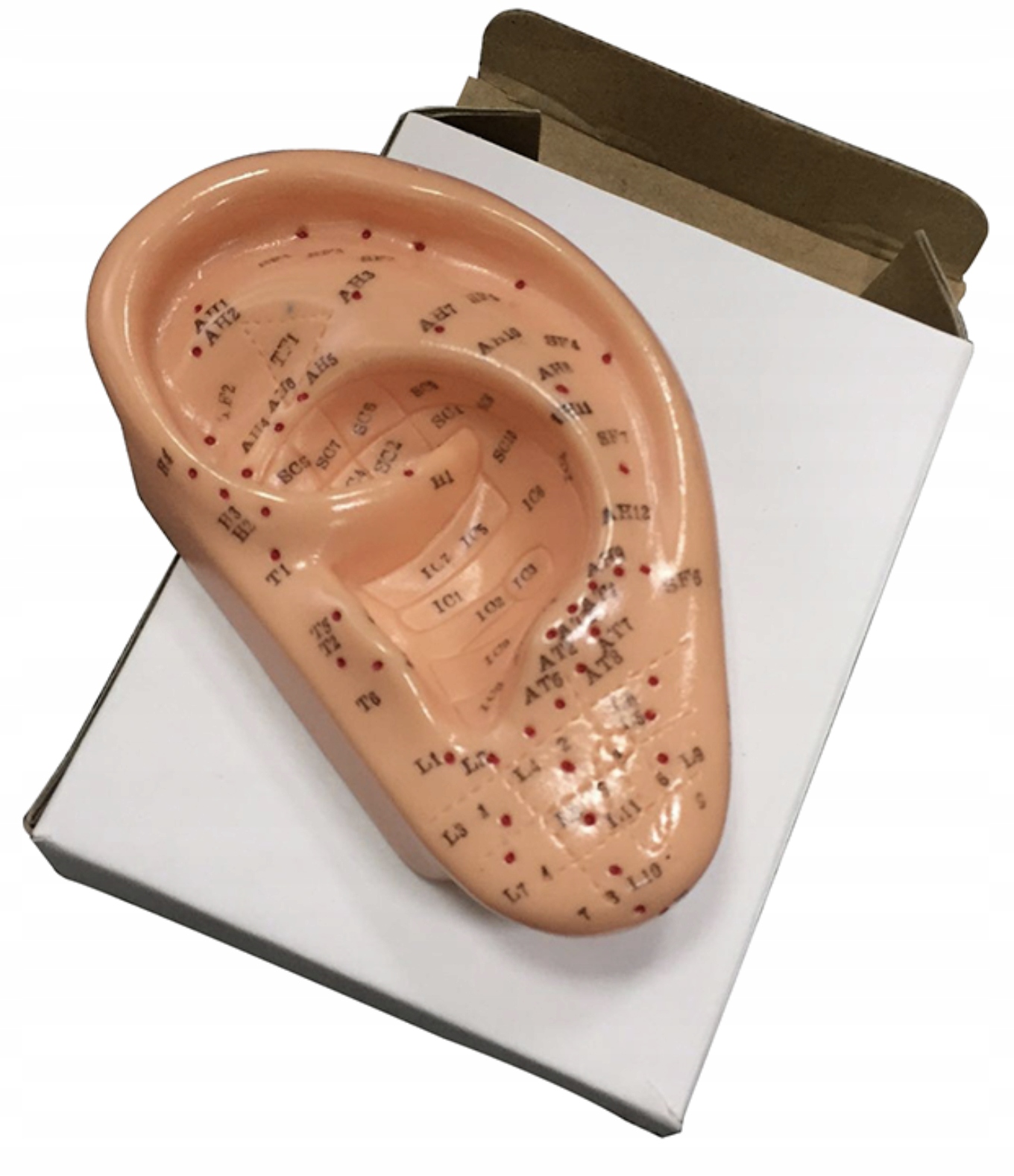 Модель уха для иглоукалывания-13 см