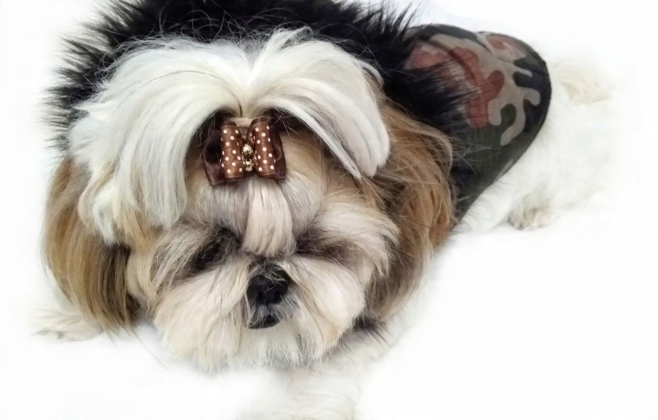 

Ręcznie szyta kurtka e moro M Shih Tzu